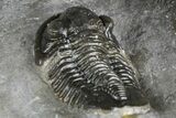 Multi-Toned Hollardops Trilobite With Gerastos #381560-7